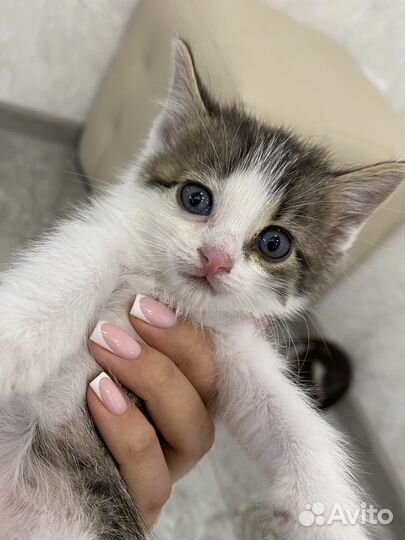 Котята в добрые руки бесплатно