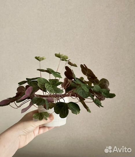 Оксалис мартианский в горшке