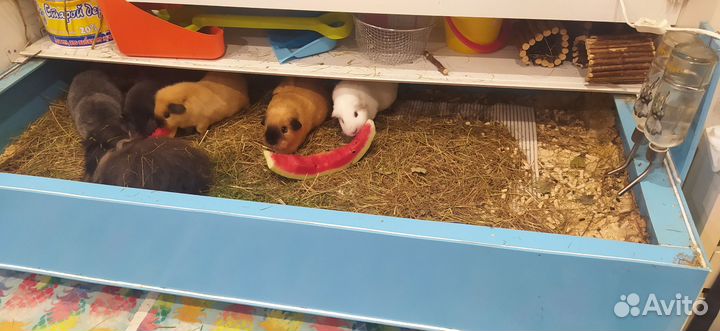 Вольер для морских свинок