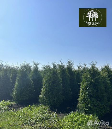 Туя брабант экстра