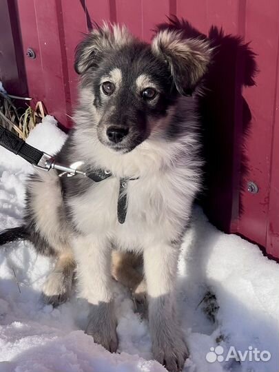 Малышка щенок в добрые руки