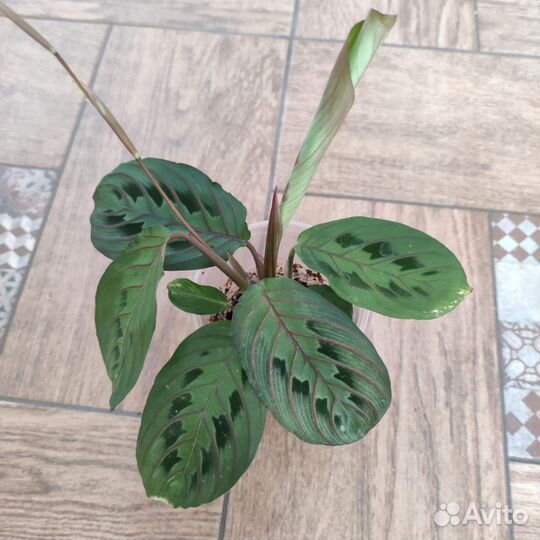 Марантовые