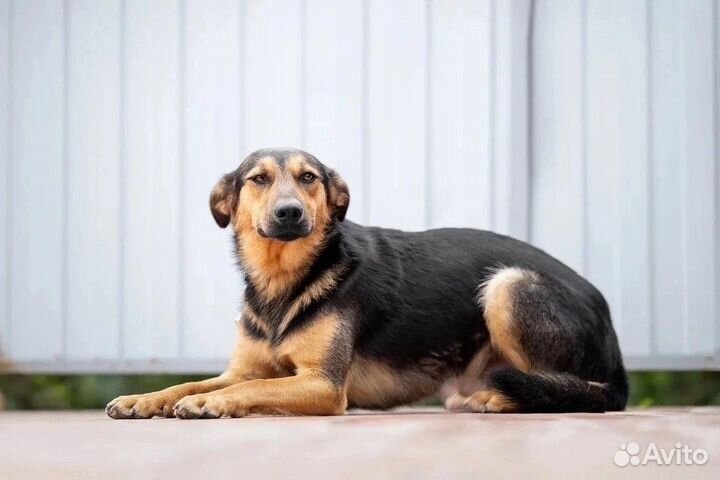 1 годик. Добрые сердца нуждаются вспасении, щенок