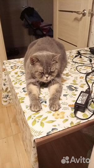 Британская кошка в добрые руки