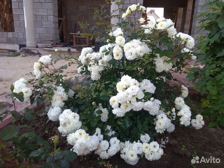 Кустовые розы саженцы