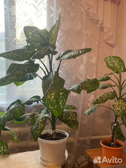 Диффенбахия