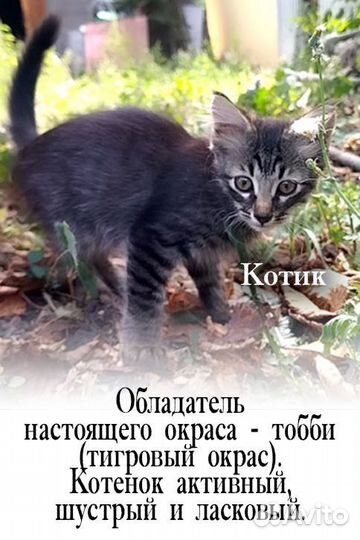 Котята в добрые руки