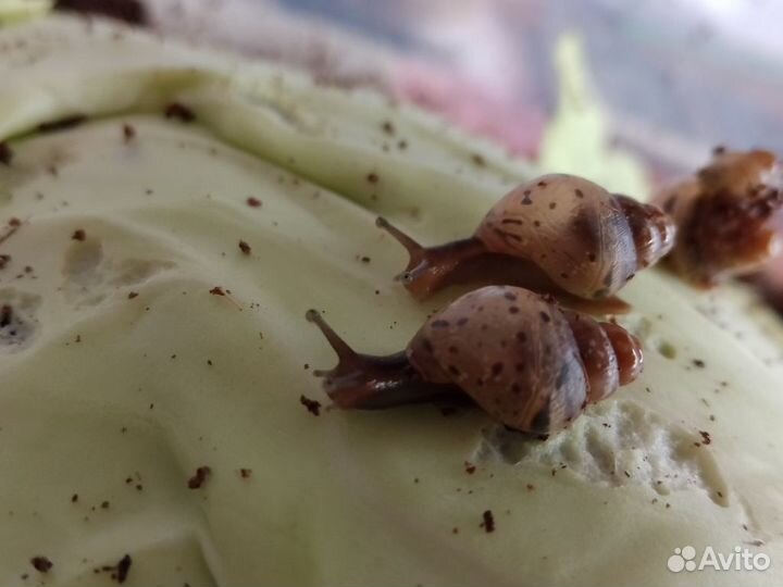 Улитята ахатины