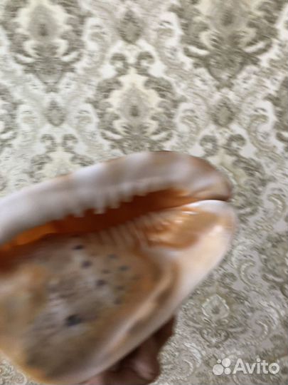 Ракушка морская Кассис корнута