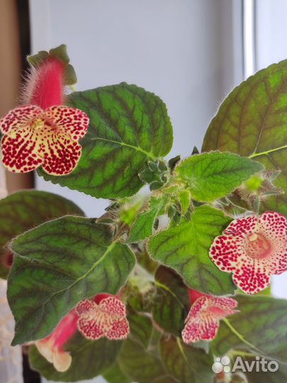 Комнатные цветы