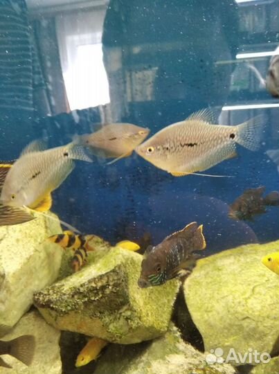 Аквариумные рыбки