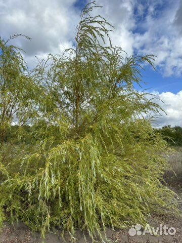 Ива, ирга, черноплодка, барбарис