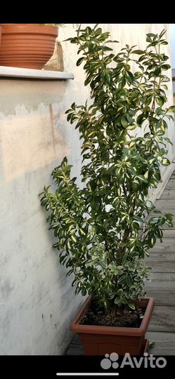 Кротон, корделина, бересклет, пахира, аихризон