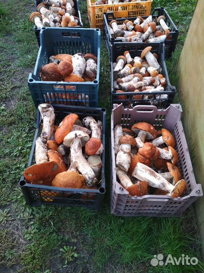 Боровики красноголовики