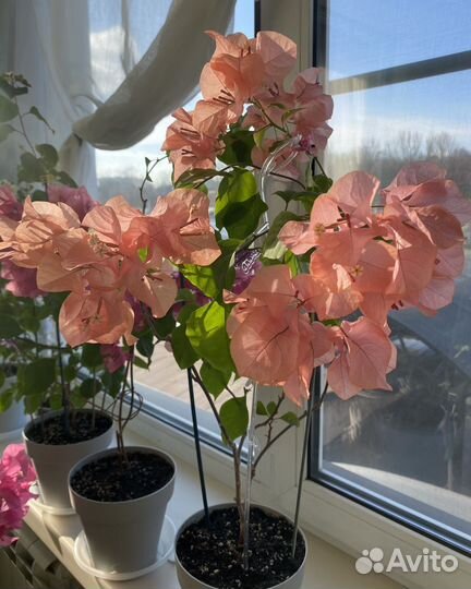 Бугенвиллеи