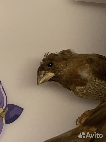 Японские амадины