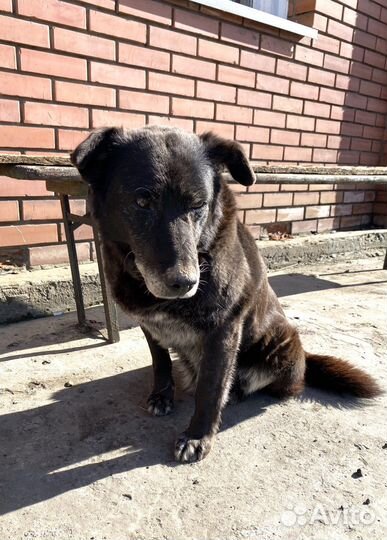 Собака в добрые руки