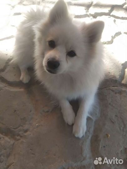 Японский шпиц