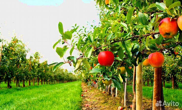 Работник по сборке яблок. Вахта