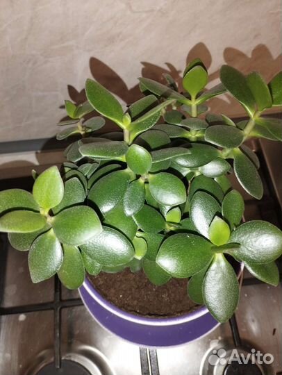 Красула толстянка