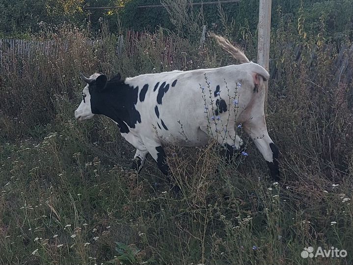 Нетель (телки)