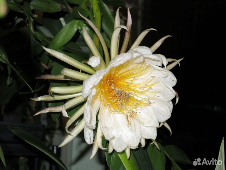 Монстеры, алоказии, ктенанты, маранты