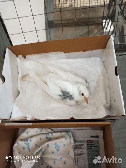 Голубь домашний