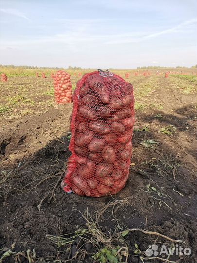 Картофель Розара самовывозом