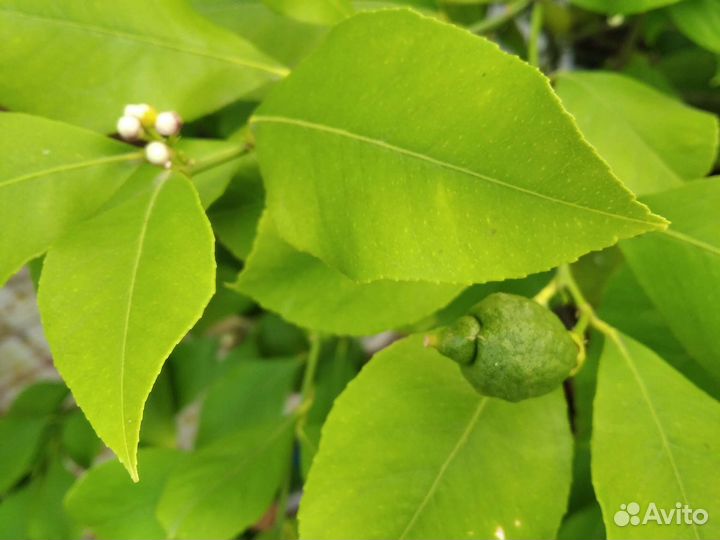 Домашний лимон (двухлетний)