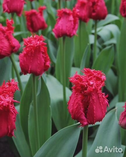 Тюльпан Барбадос 1 уп. (3шт.) фракция 11/12