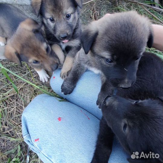 Щенки в добрые руки