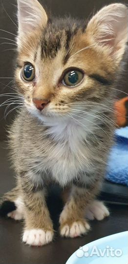 Отдам котёнка в заботливые добрые руки