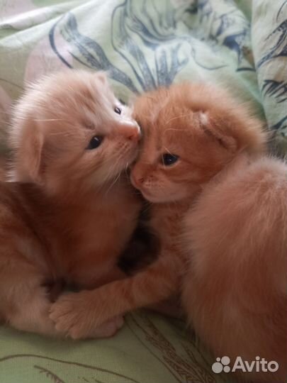 Котики бесплатно в добрые руки