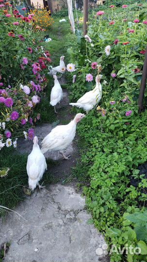 Индюки индюшата