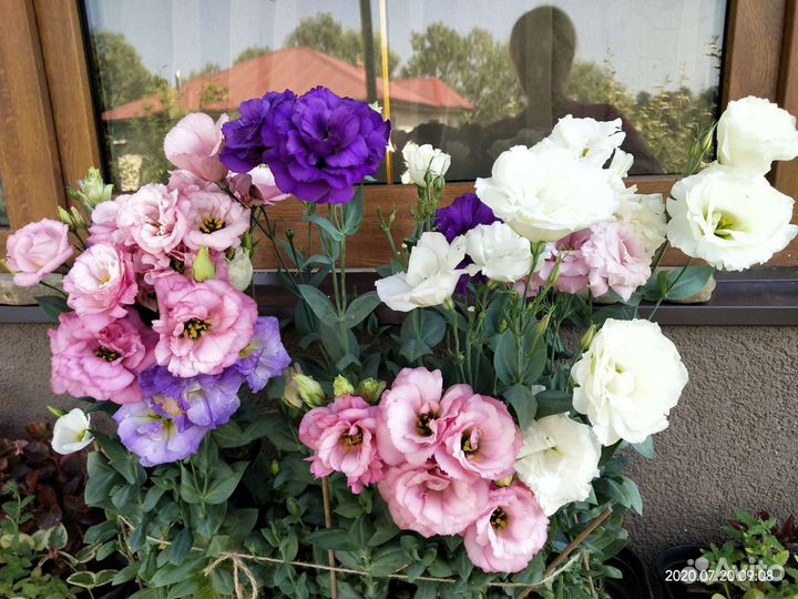 Эустома саженцы