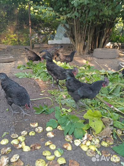 Петушки Уихейлюй