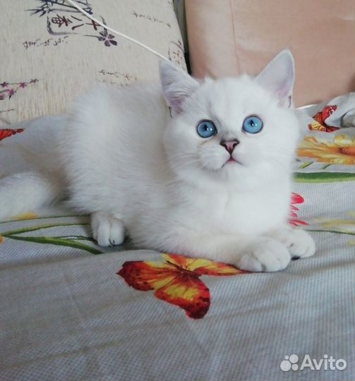Котята шотландские