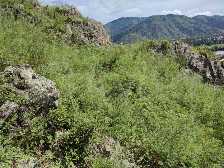 Участок 59 сот. (СНТ, ДНП)