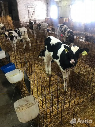 Телята, бычки