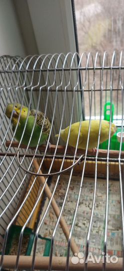 Птенцы волнистого попугая