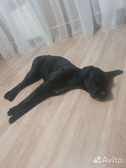Собака в добрые руки