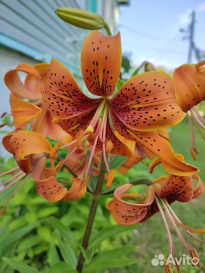 Лилии луковицы