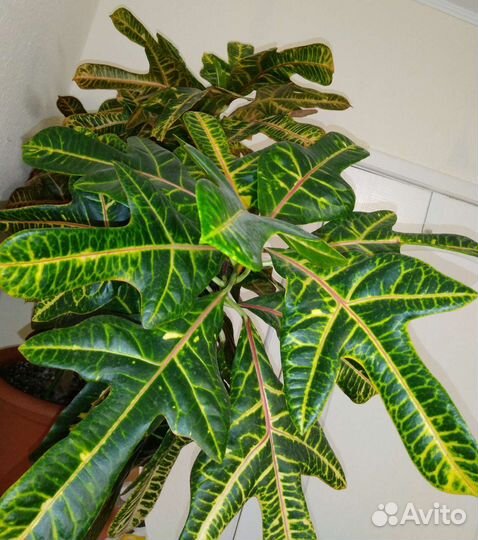 Кодиеум кротон