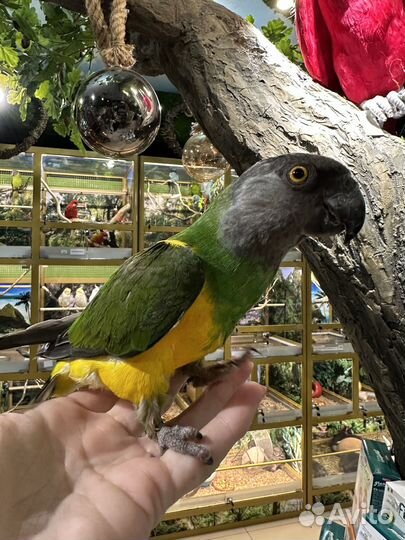 Сенегальский длиннокрылый попугай