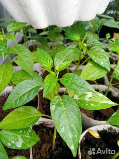 Комнатный перчик,помидорки,травы