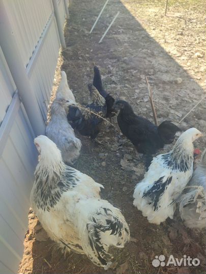 Куры молодки