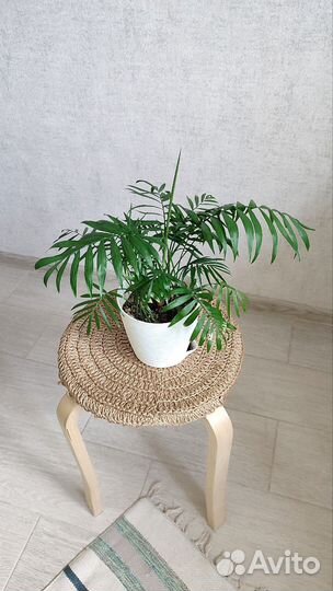 Пальма хамедорея