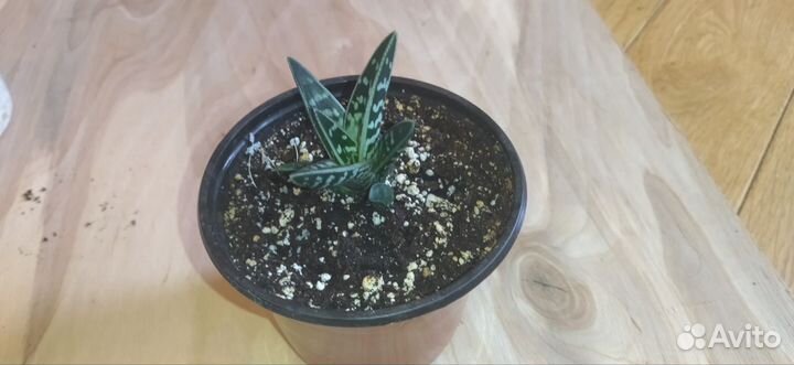 Гастералоэ авео (Gasteraloe)