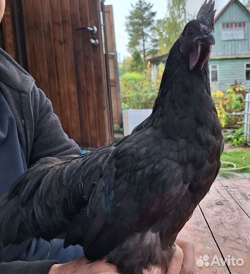 Петух ухейилюй