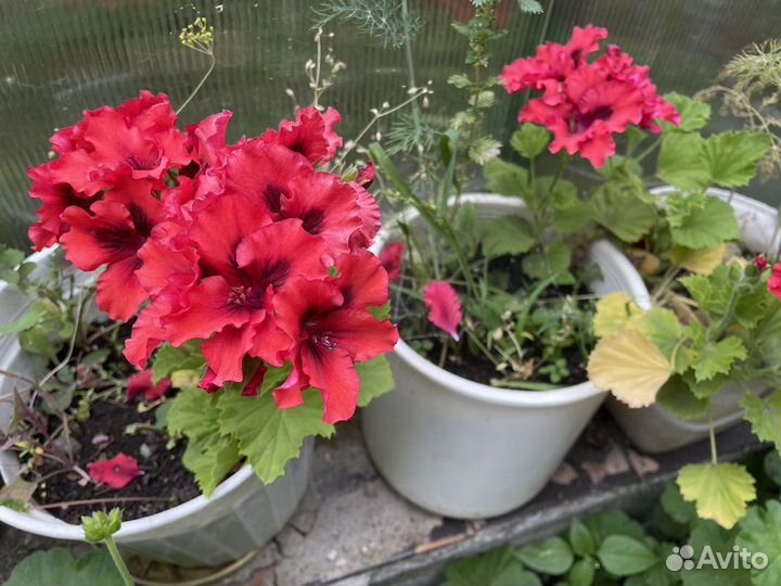 Ассорти гераней